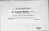 Cercosporella magnusiana image